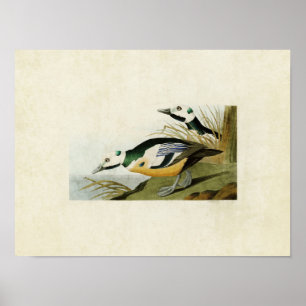 Pôster Placa 429   Pato Ocidental   Aves da América