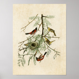 Pôster Placa 42 | Orchard Oriole | Aves da América