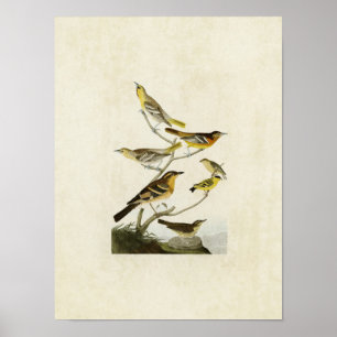 Pôster Placa 433 Orioles, Goldfinch e Thrushes