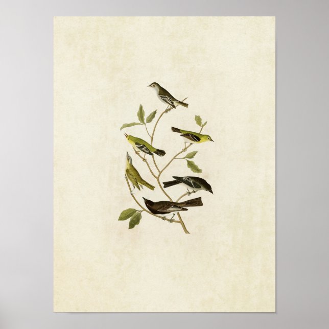 Poster Placa 434 | Incêndios, Warbler, Vireo e Pewee (Frente)