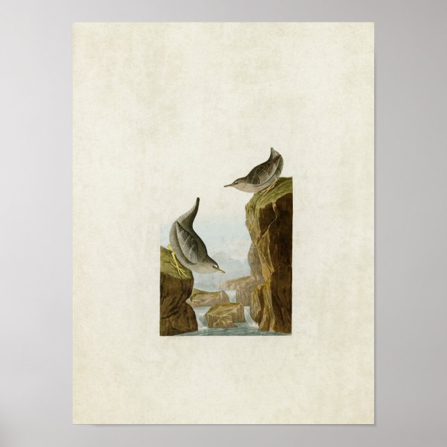 Poster Placa 435 | Ouzels Assorcidos | Aves da América (Frente)