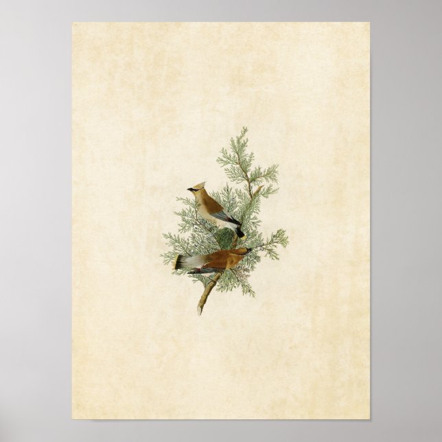 Poster Placa 43 | Cedar Bird | Aves da América (Frente)