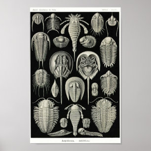 Poster Placa 47. Aspidonia.