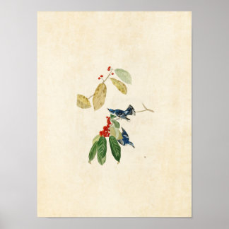 Pôster Placa 48 | Azure Warbler | Aves da América