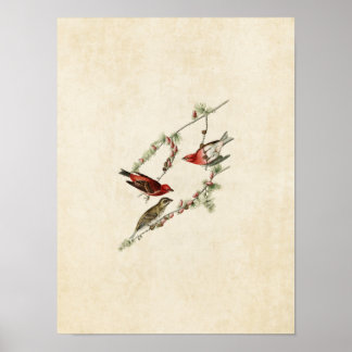 Pôster Placa 4 | Finas roxas | Aves da América