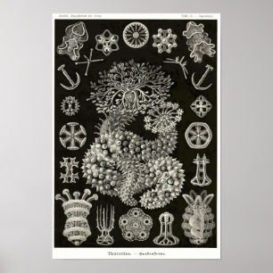 Poster Placa 50. Thuroidea.