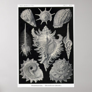 Poster Placa 53. Prosobranchia.