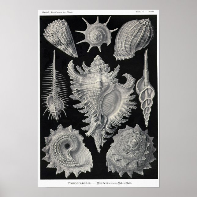Poster Placa 53. Prosobranchia. (Frente)