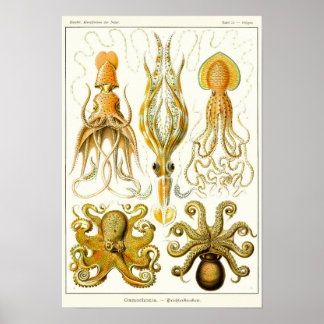 Poster Placa 54. Gamochonia.