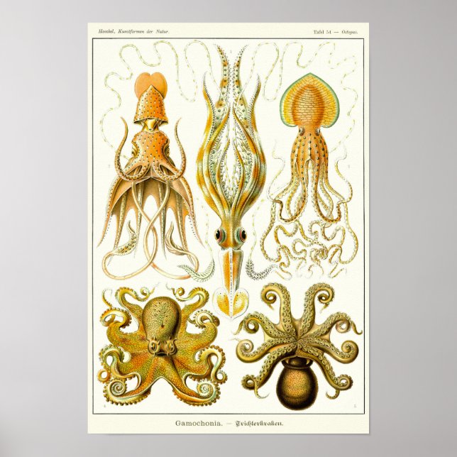 Poster Placa 54. Gamochonia. (Frente)