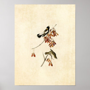 Pôster Placa 54   Pássaro de Arroz   Aves da América