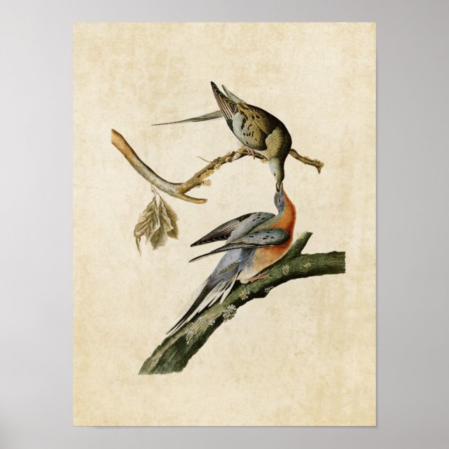 Poster Placa 62 | Pombo de Passageiro | Aves da América (Frente)