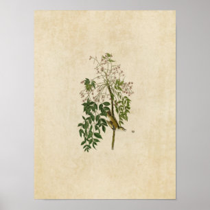 Pôster Placa 63 Chamador de Olho Branco ou Vireo
