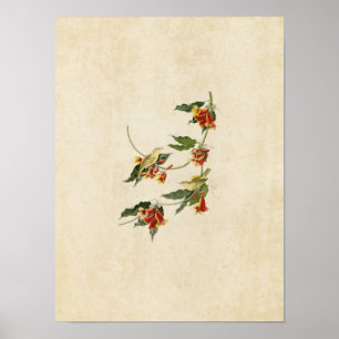 Pôster Placa 65   Warbler Rathbone   Aves da América