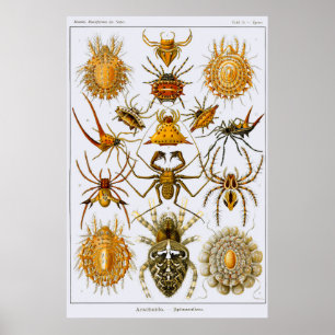 Poster Placa 66. Arachnida. Aranhas (ordem Araneae)