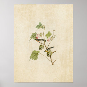 Pôster Placa 69   Warbler de baía   Aves da América