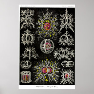 Poster Placa 71. Ideia