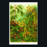 Poster Placa 72. Muscinae.<br><div class="desc">Muscinae (agora Bryophyta) Mosses,  pequenas plantas sem flores que geralmente crescem em pedaços em locais úmidos e sombrios. Placa 72 da "Kunstformen der Nature" (Artes da Natureza) de Ernst Haeckel,  1900.</div>