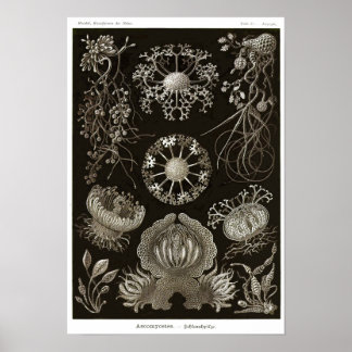 Poster Placa 73. Ascomicetes.