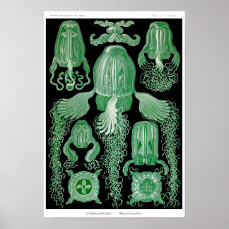 Poster Placa 78. Cubomedusa.