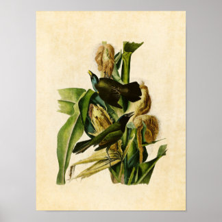 Pôster Placa 7 | Grão-de-bico-púrpura ou pinto-de-bico