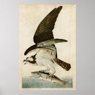 Poster Placa 81 | Peixes Hawk ou Osprey | Aves da América