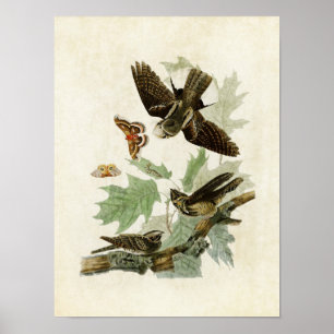 Poster Placa 82   Whip-Poor-Will   Aves da América