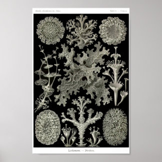 Poster Placa 83. Lichens.