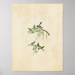 Pôster Placa 84   Bagas de Cinza azul   Aves da América