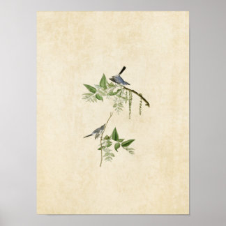 Pôster Placa 84 | Bagas de Cinza azul | Aves da América