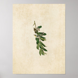 Poster Placa 85 | Warbler Amarelo-Trocado