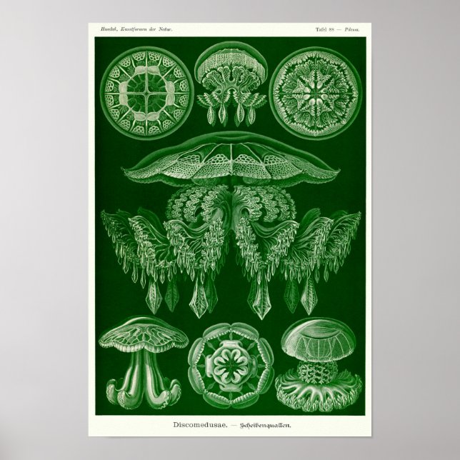 Poster Placa 88. Disco. (Frente)