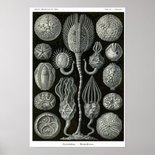 Poster Placa 90. Cistoideia.