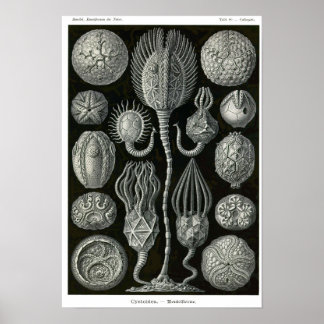 Poster Placa 90. Cistoideia.