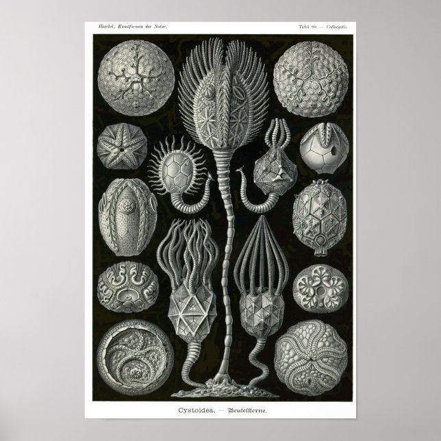 Poster Placa 90. Cistoideia. (Frente)