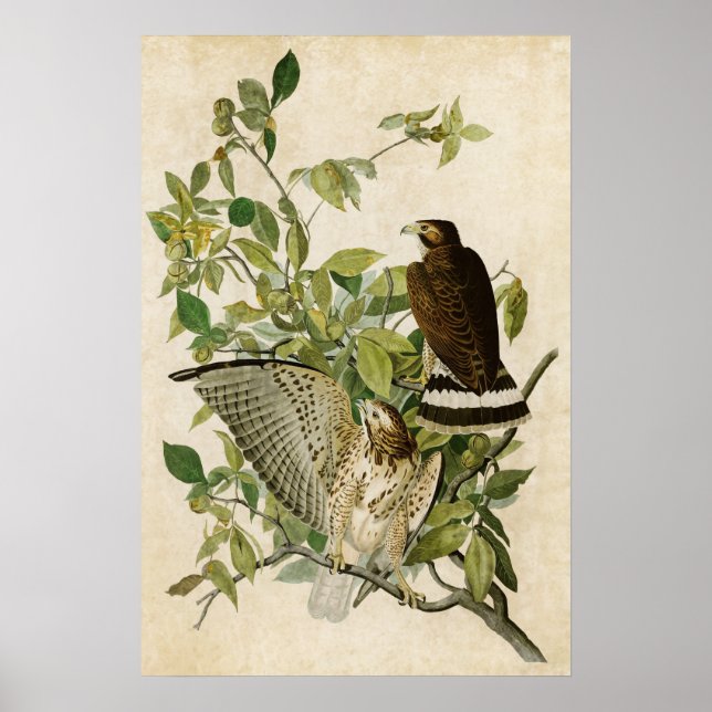 Poster Placa 91 | Falcão de asa larga | Aves da América (Frente)