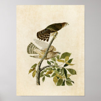 Poster Placa 92 | Pombo Hawk | Aves da América