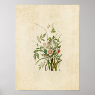 Pôster Placa 93 Finais costeiros Aves da América