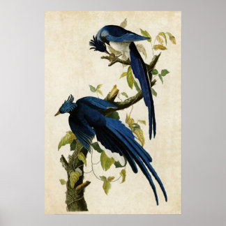 Pôster Placa 96 | Columbia Jay | Aves da América