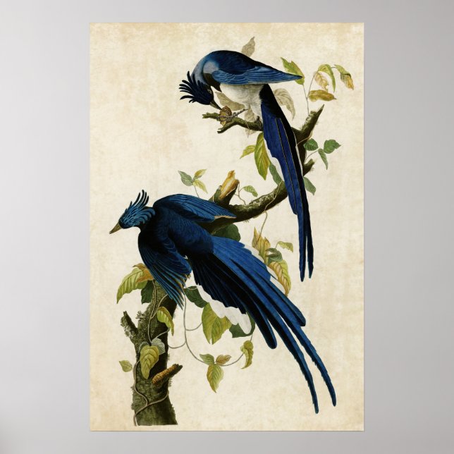 Pôster Placa 96 | Columbia Jay | Aves da América (Frente)