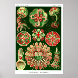 Poster Placa 98.Desconto.