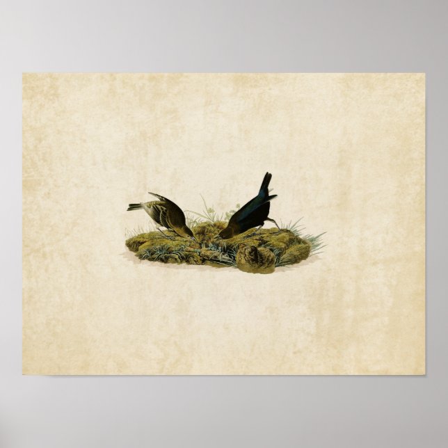 Poster Placa 99 | Aves Canetas | Aves da América (Frente)