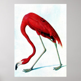 Pôster Placa antiga American Red flamingo Audubon