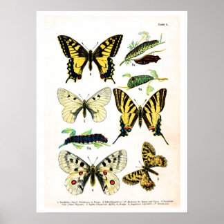 Poster Placa antiga, borboletas da Europa, placa 1