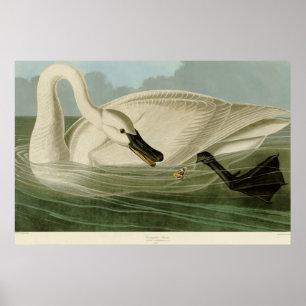 Pôster Placa Audubon do litho da antiguidade da cisne de