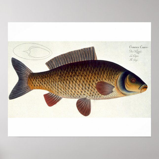 Poster Placa de carpa (Cyprinus Carpio) XVI de Ichthyolog (Frente)