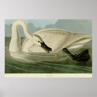 Pôster Placa de lítio antiga do trompetidor Audubon
