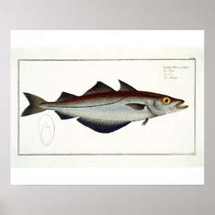 Pôster Placa de Pollack (Pollachius pollachius) LXVIII, d