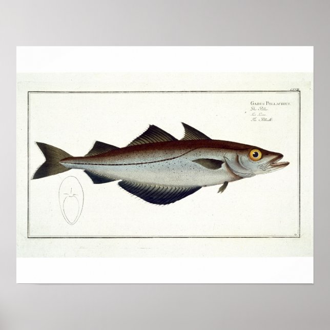Pôster Placa de Pollack (Pollachius pollachius) LXVIII, d (Frente)