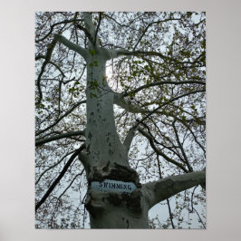 Poster Placa de Proibido Nadar em uma Árvore